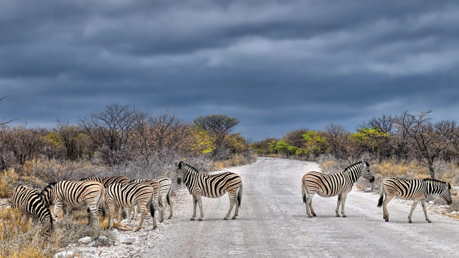Zebras - Photo Credit: Photo by JP Desvigne on Unsplash