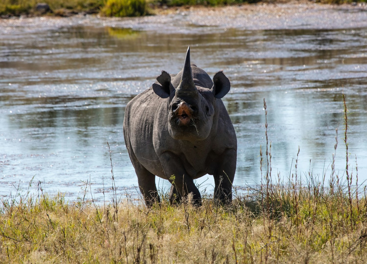 Rhino - Photo Credit: Photo by Alan J. Hendry on Unsplash
