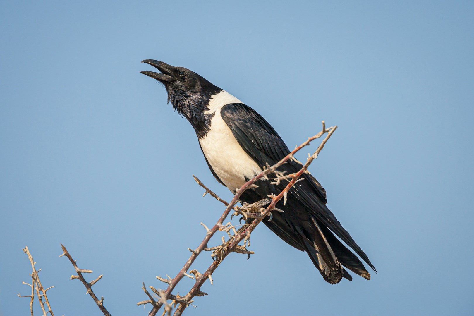 Pied crow - Photo Credit: Photo by Chris Stenger on Unsplash