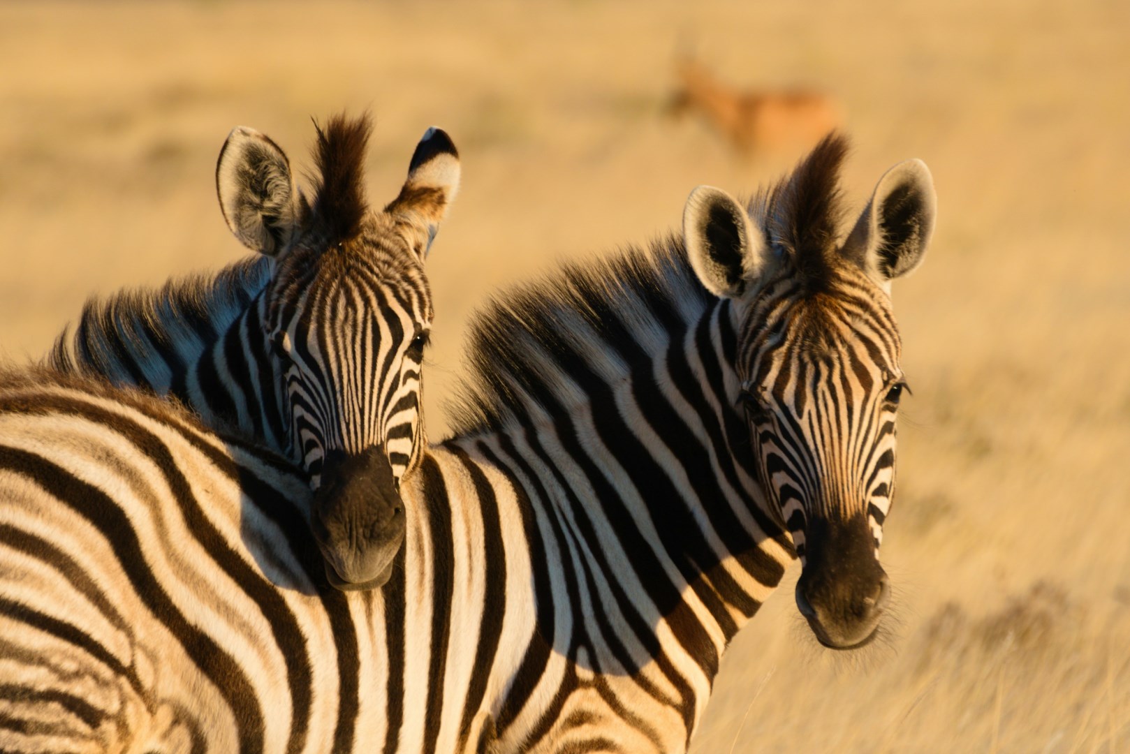  Photo Credit: Photo by Valeria Hutter on Unsplash