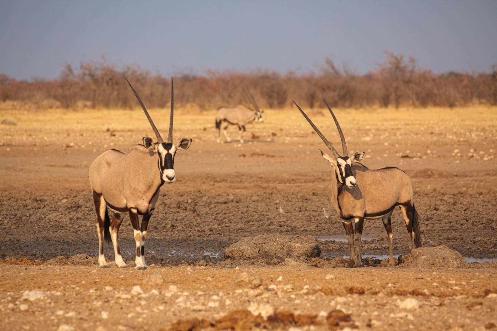 Two Gemsboks - Photo Credit: Photo by Chris Stenger on Unsplash