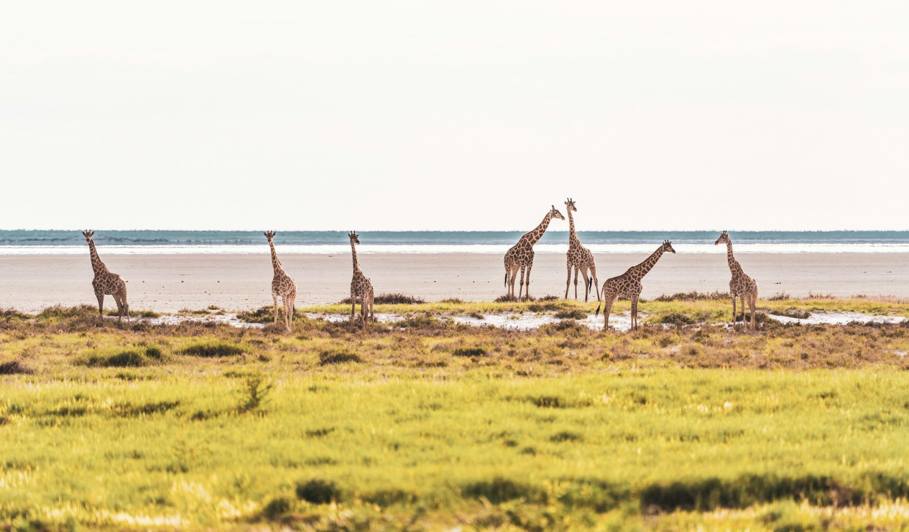 Giraffes on the Beach - Photo Credit: Photo by Eelco Böhtlingk on Unsplash