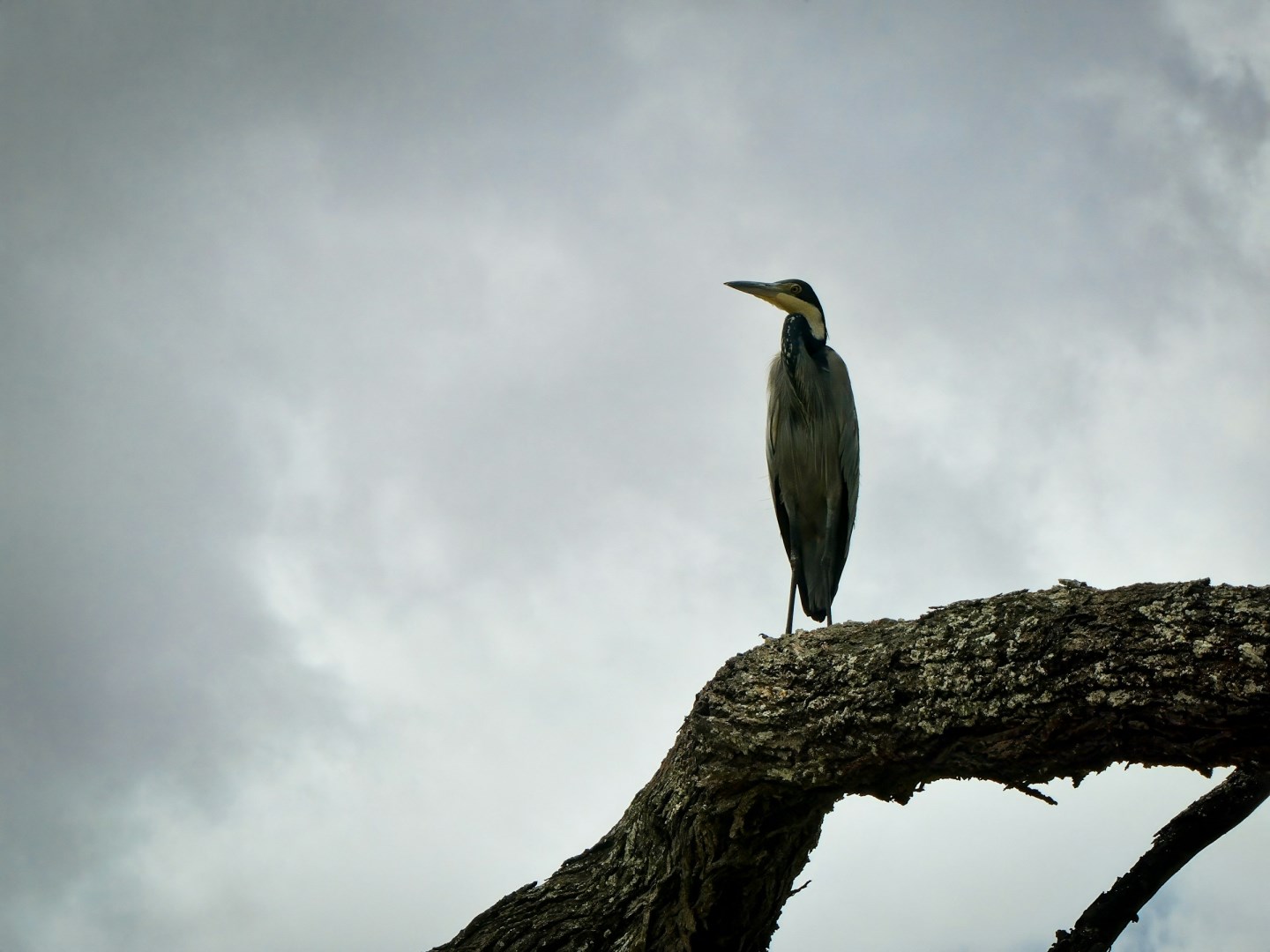 Black-Headed Heron - Photo Credit: Photo by Cristi Milea on Unsplash