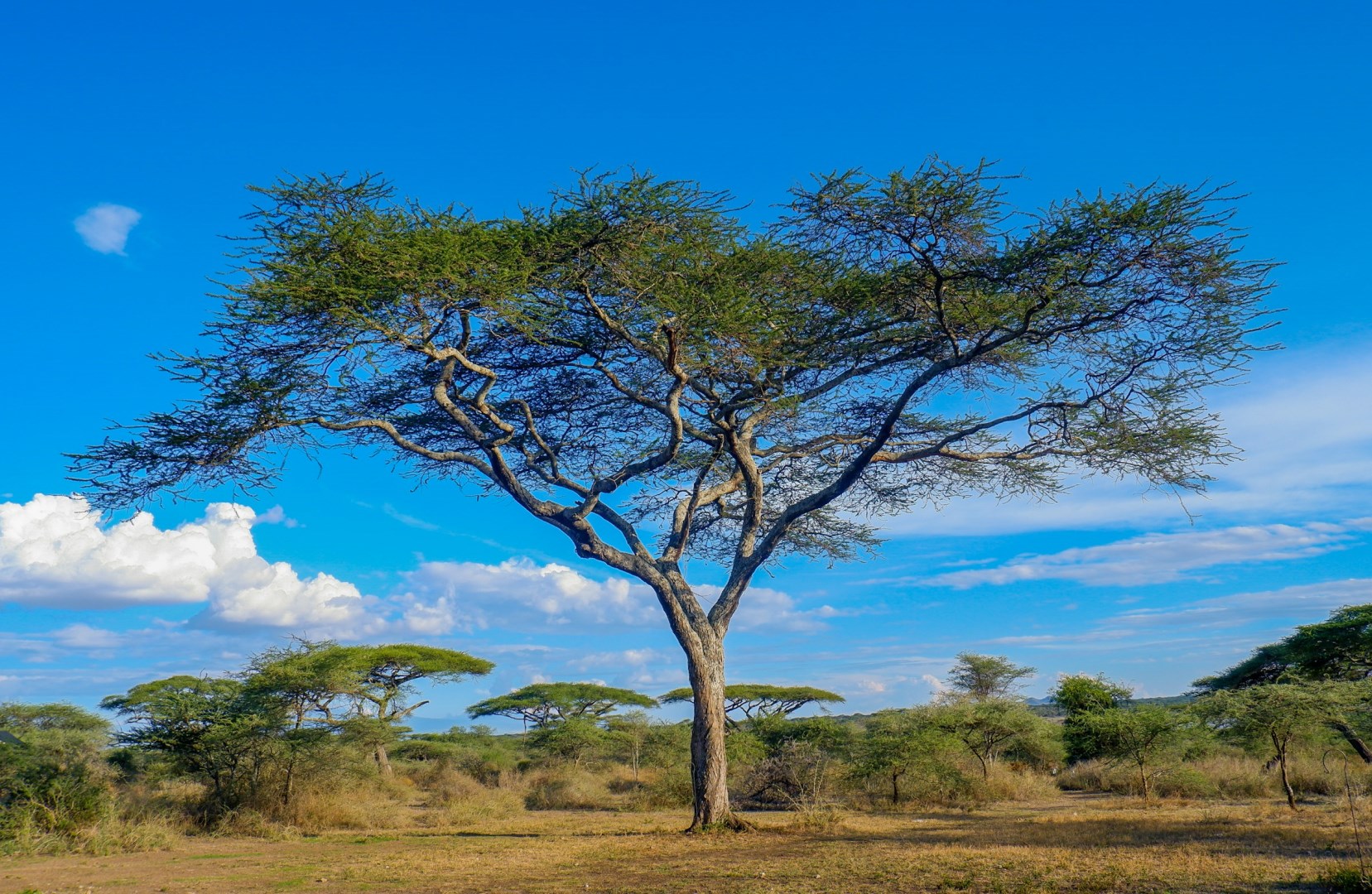 Umberlla Thorn tree - Photo Credit: Photo by George Stainton on Unsplash