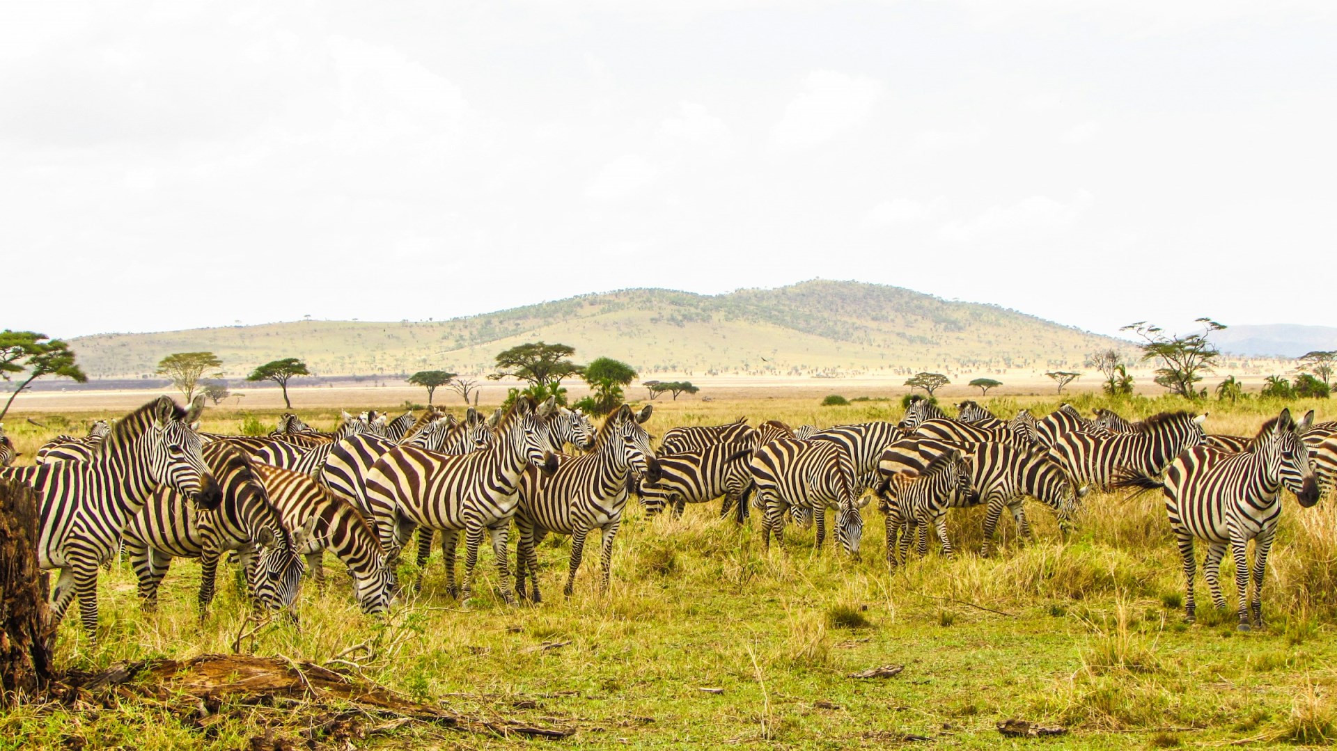  Photo Credit: Photo by Regal African Safaris on Unsplash