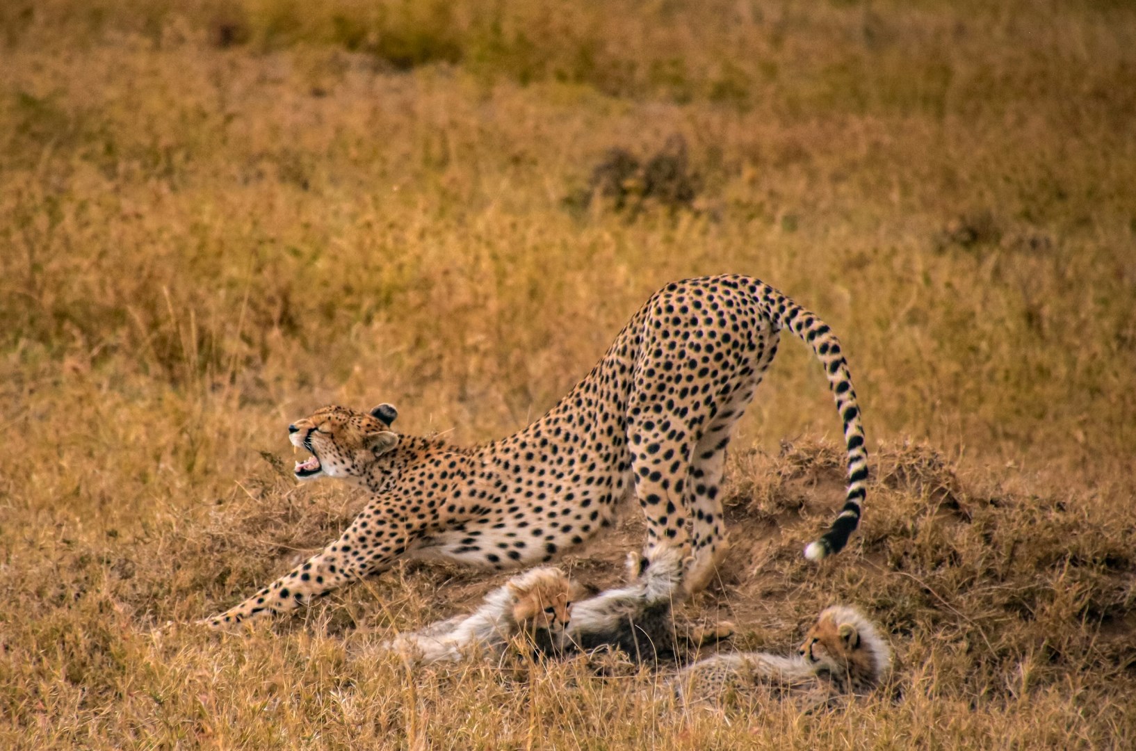 Cheetah - Photo Credit: Photo by Denice Alex on Unsplash