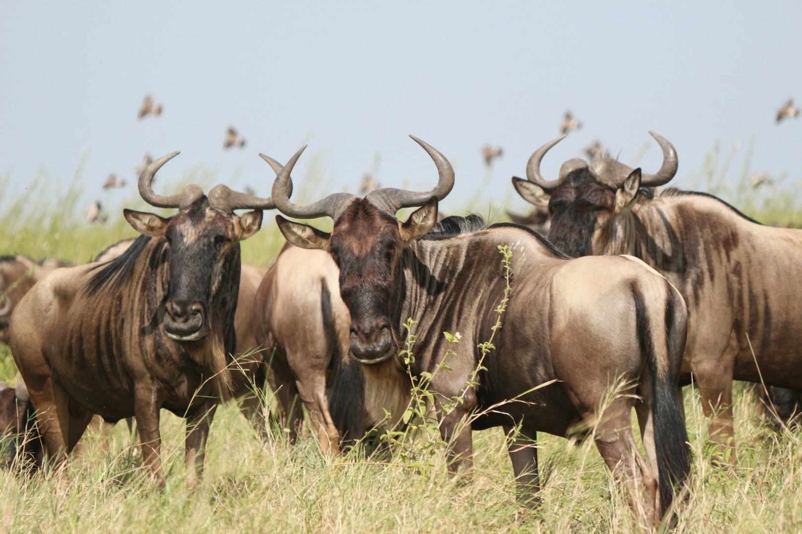 Gnus - Photo Credit: Photo by Paula Sleiman on Unsplash