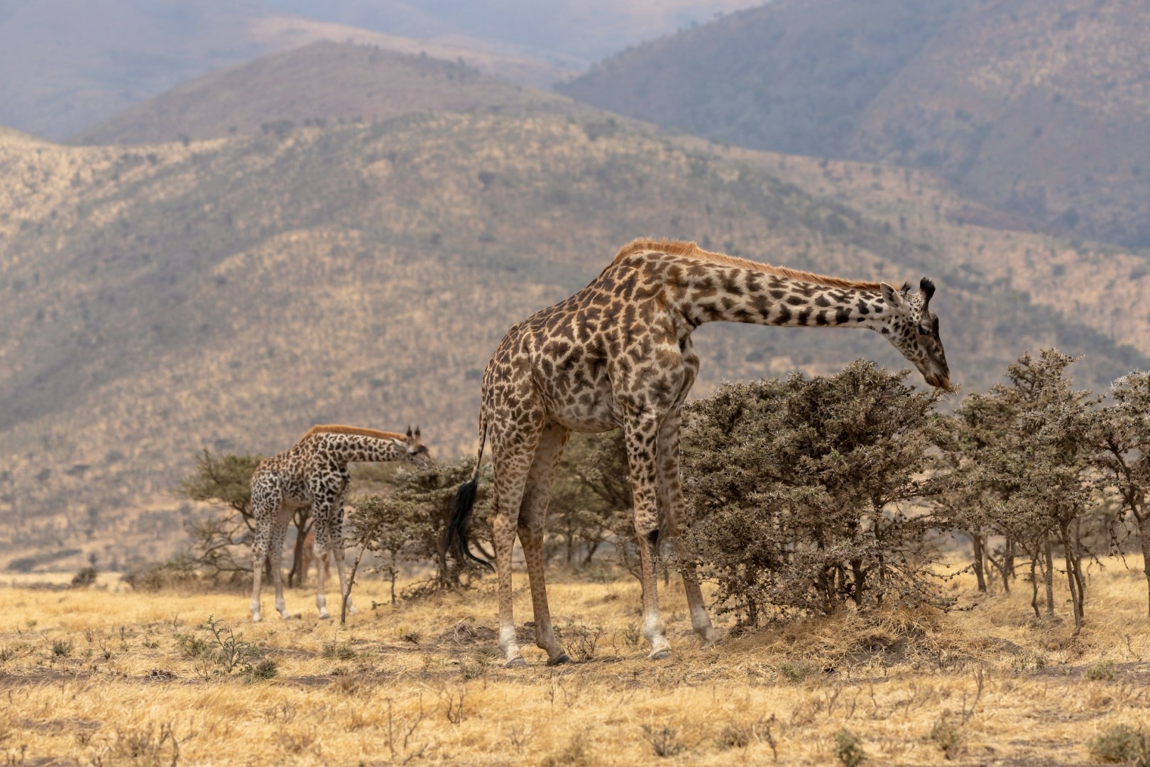  Photo Credit: Photo by MARIOLA GROBELSKA on Unsplash