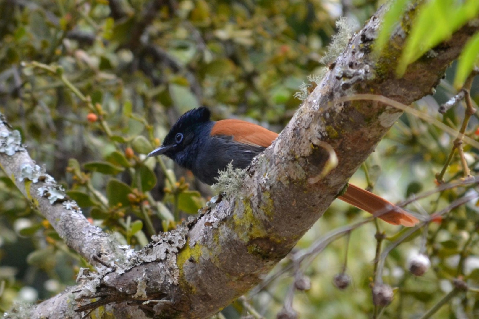 Paradise Flycatcher - Photo Credit: Photo by Geoffrey Musera on Unsplash