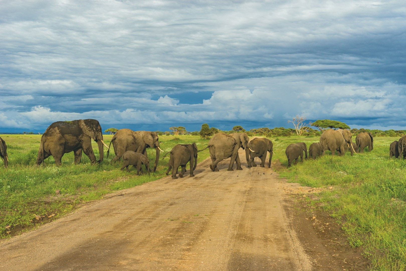 Elephants - Photo Credit: Photo by Matt Cramblett on Unsplash