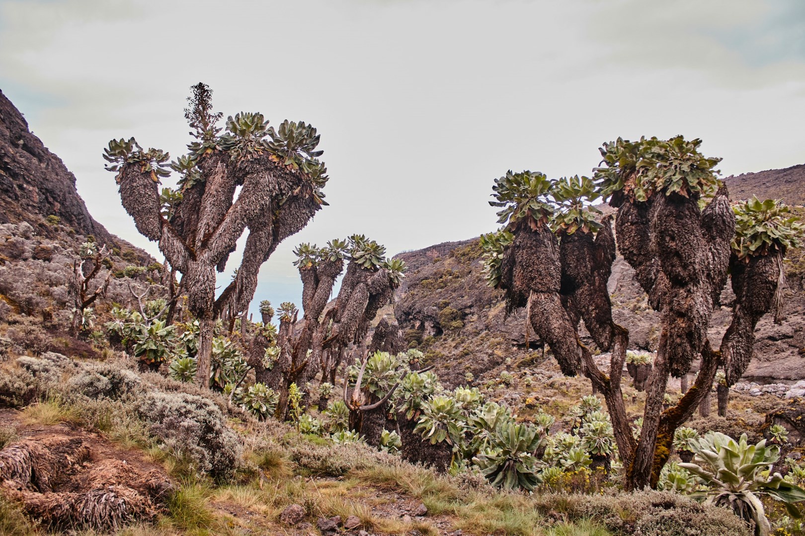  Photo Credit: Photo by Oliver kwembe on Unsplash