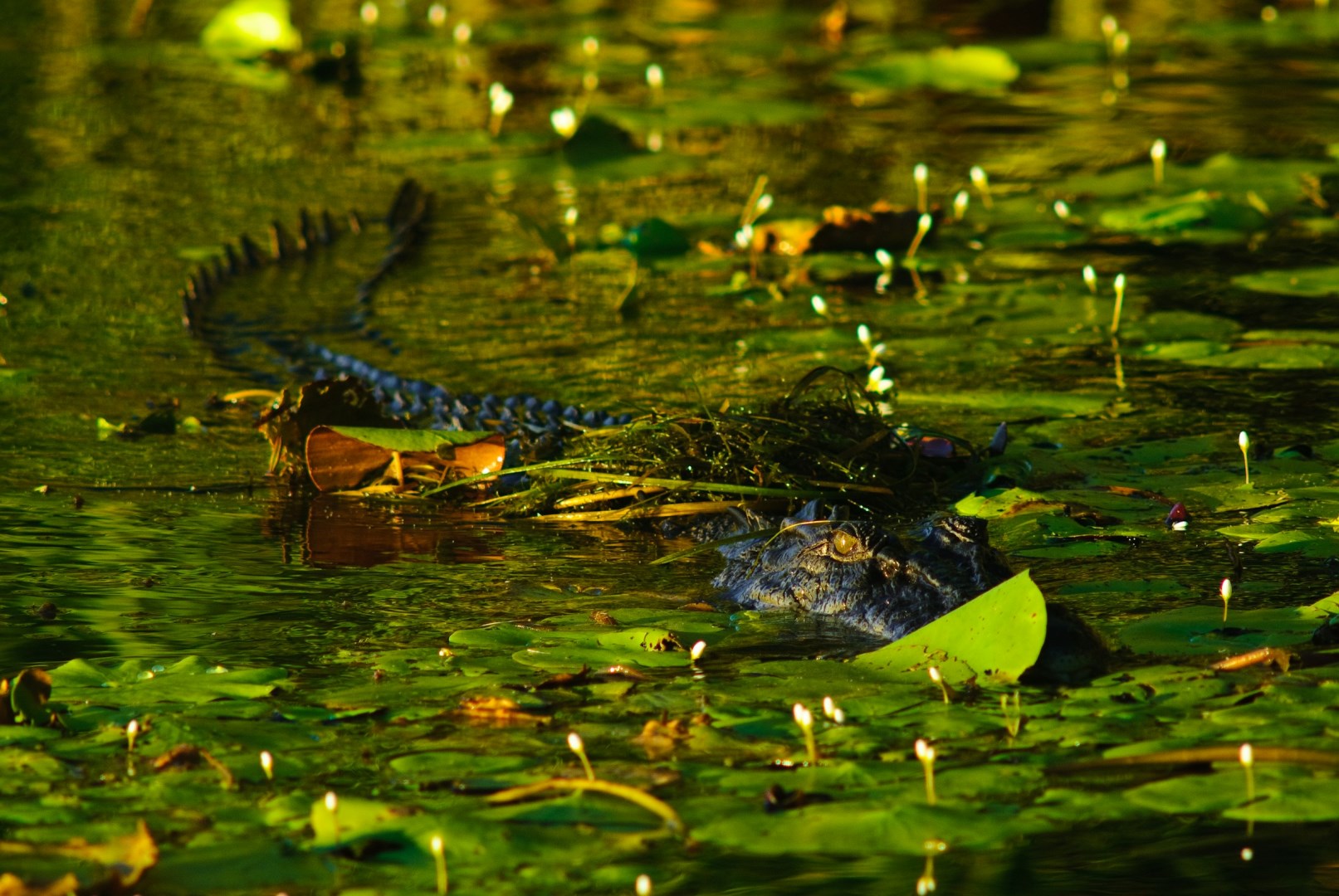  Photo Credit: Photo by Matt Johnson on Unsplash