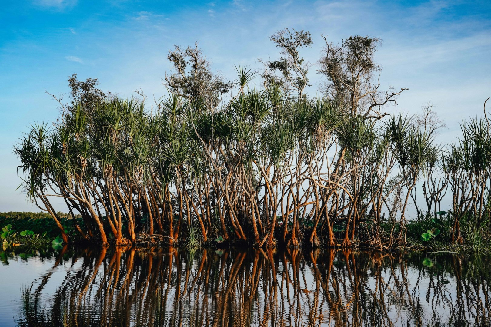Yellow River mangroves - Photo Credit: Photo by Rod Long on Unsplash