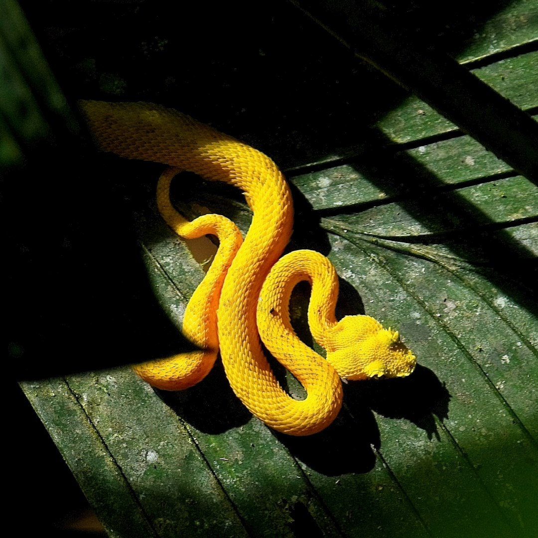 Eyelash viper - Photo Credit: Photo by Steve Franklin on Unsplash