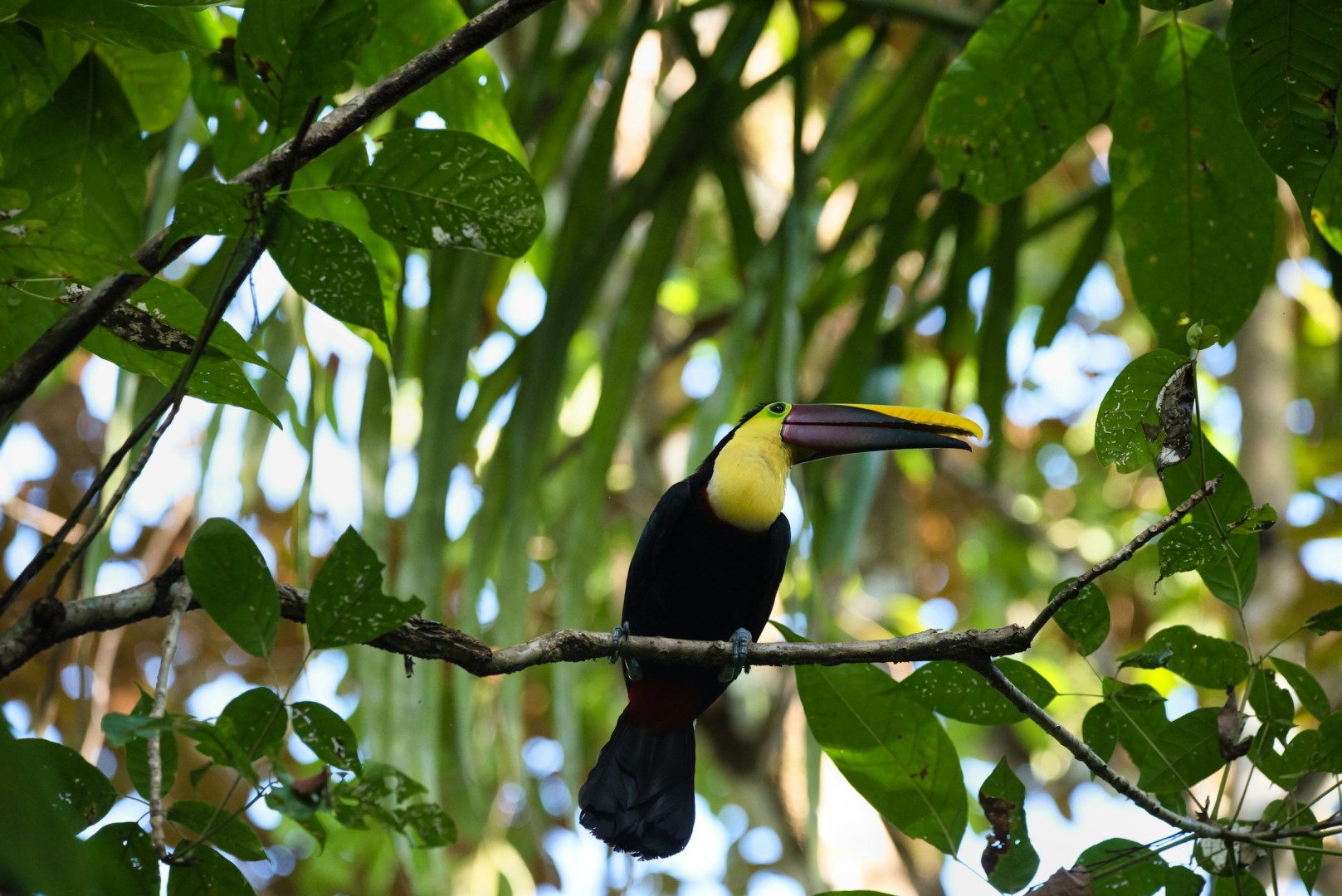 Chestnut billed toucan - Photo Credit: Photo by iulian aghei on Unsplash