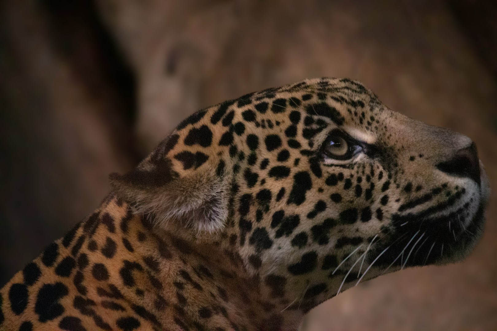  Photo Credit: Photo by David Traña on Unsplash