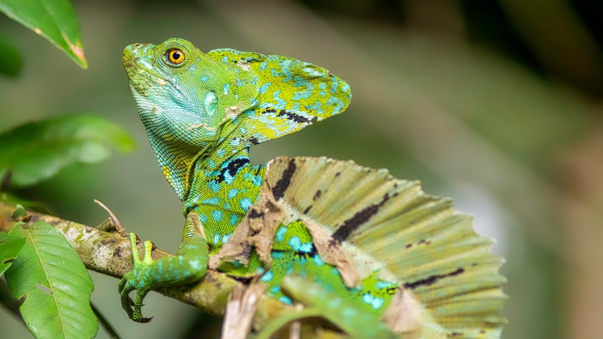 Basiliscus plumifrons - Photo Credit: Photo by Geoffrey Baumbach on Unsplash