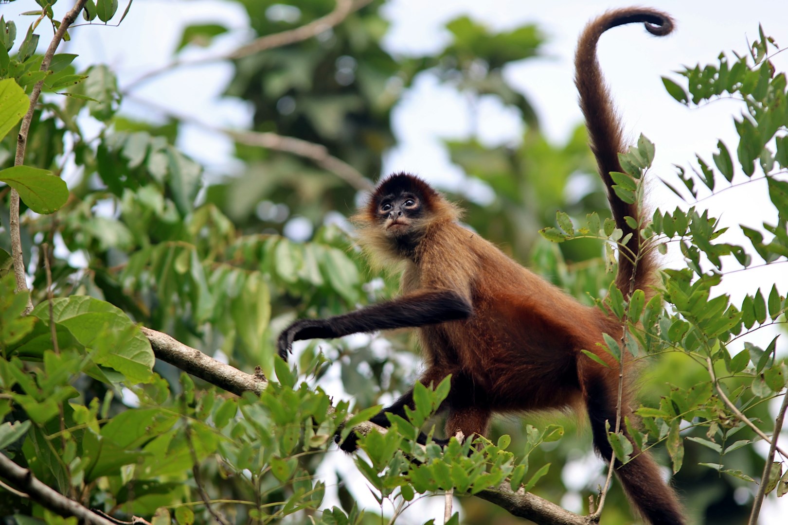 Spidermonkey - Photo Credit: Photo by Frank Eiffert on Unsplash