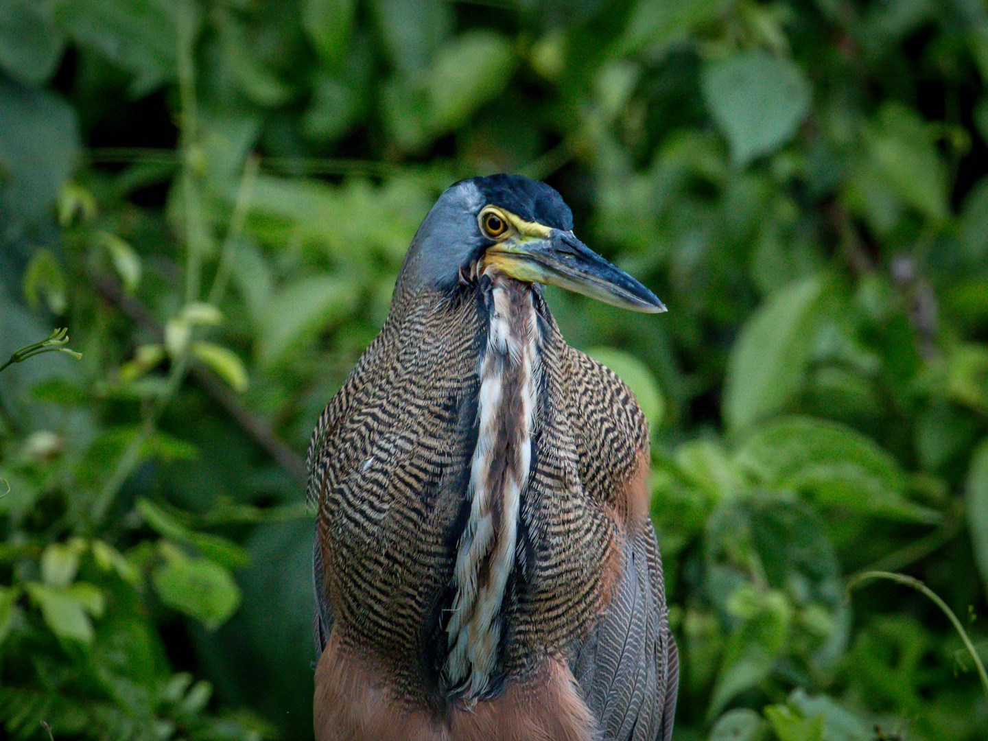 Bare Throated Tiger Heron - Photo Credit: Photo by Ray Harrington on Unsplash