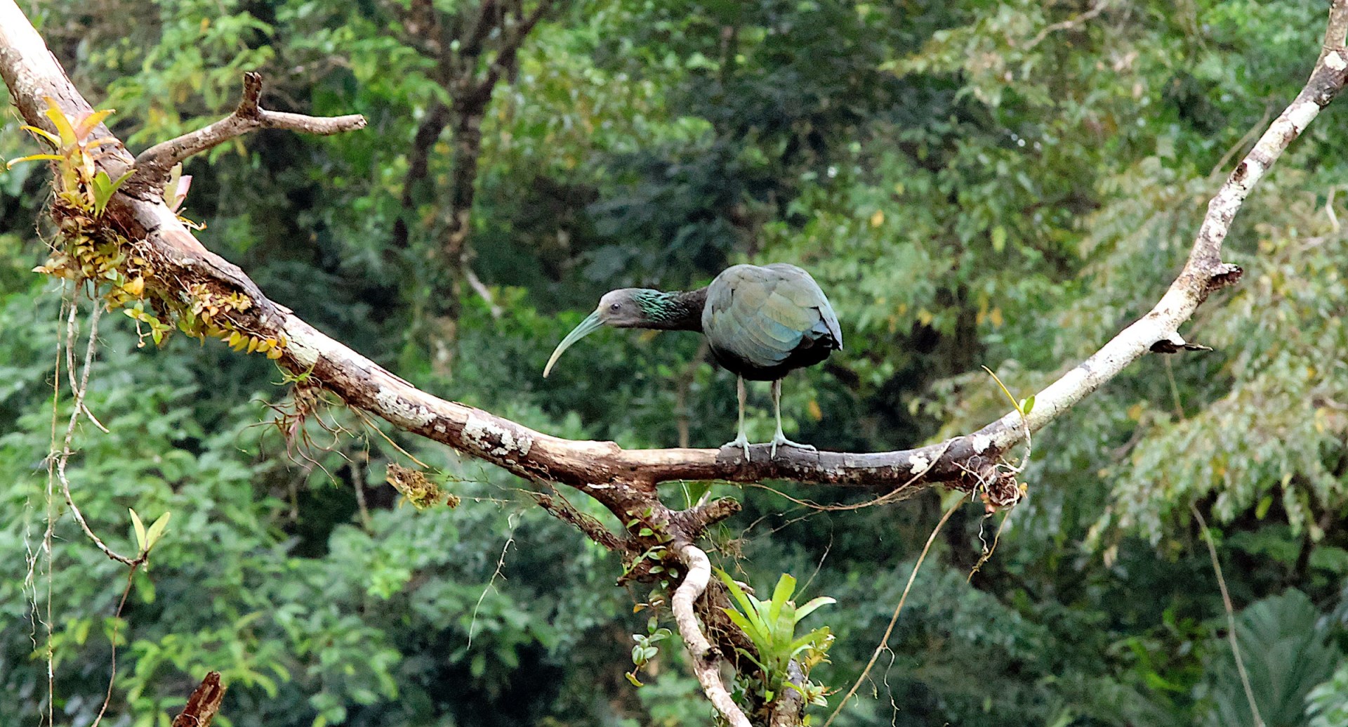 Green Ibis - Photo Credit: Photo by Frank Eiffert on Unsplash