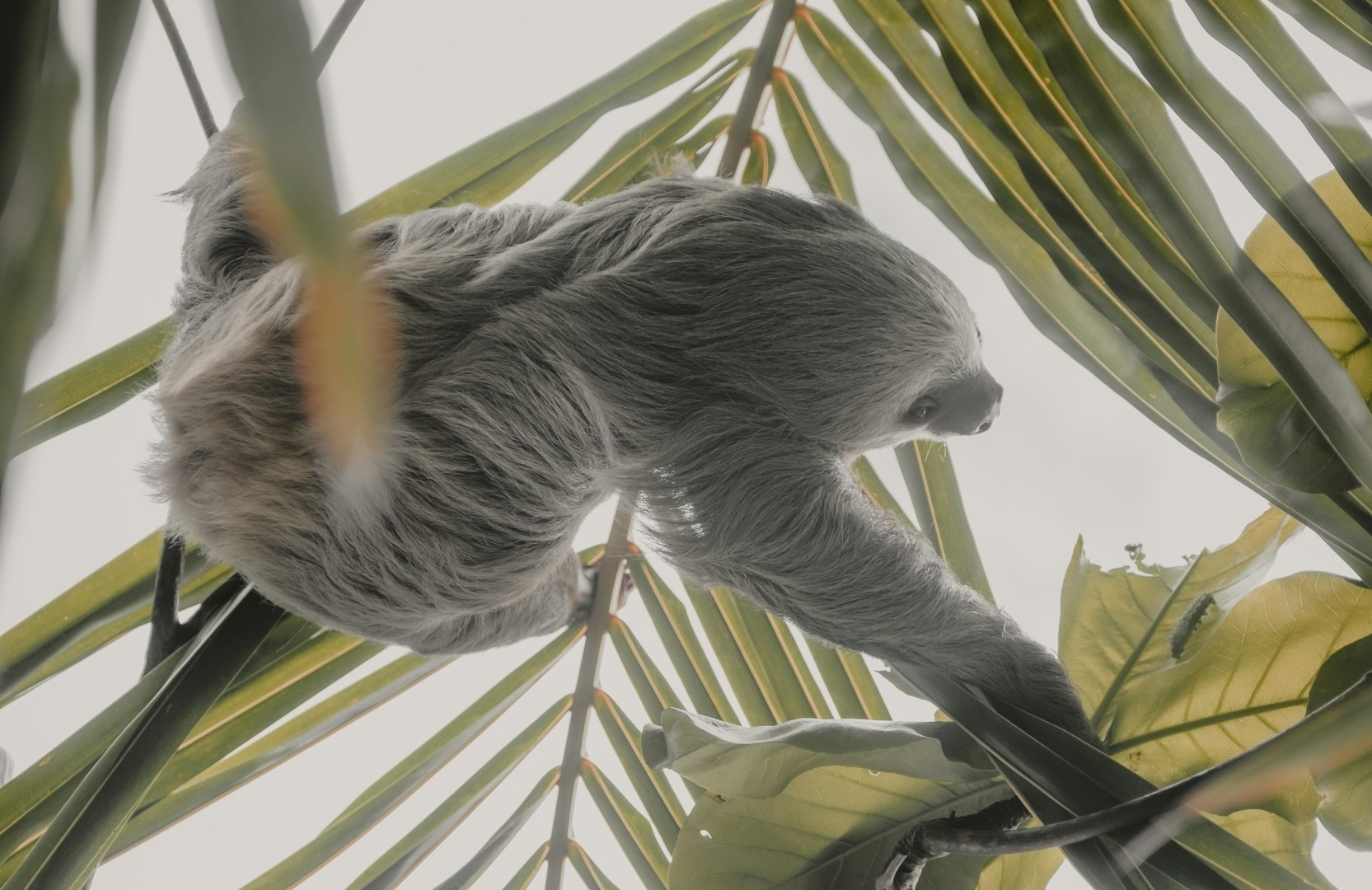 Sloth - Photo Credit: Photo by Christian Holzinger on Unsplash