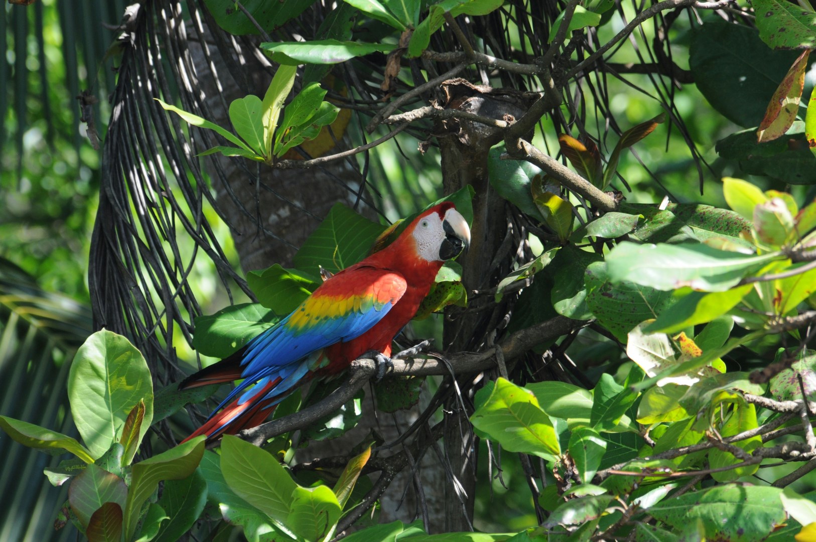 Corcovado