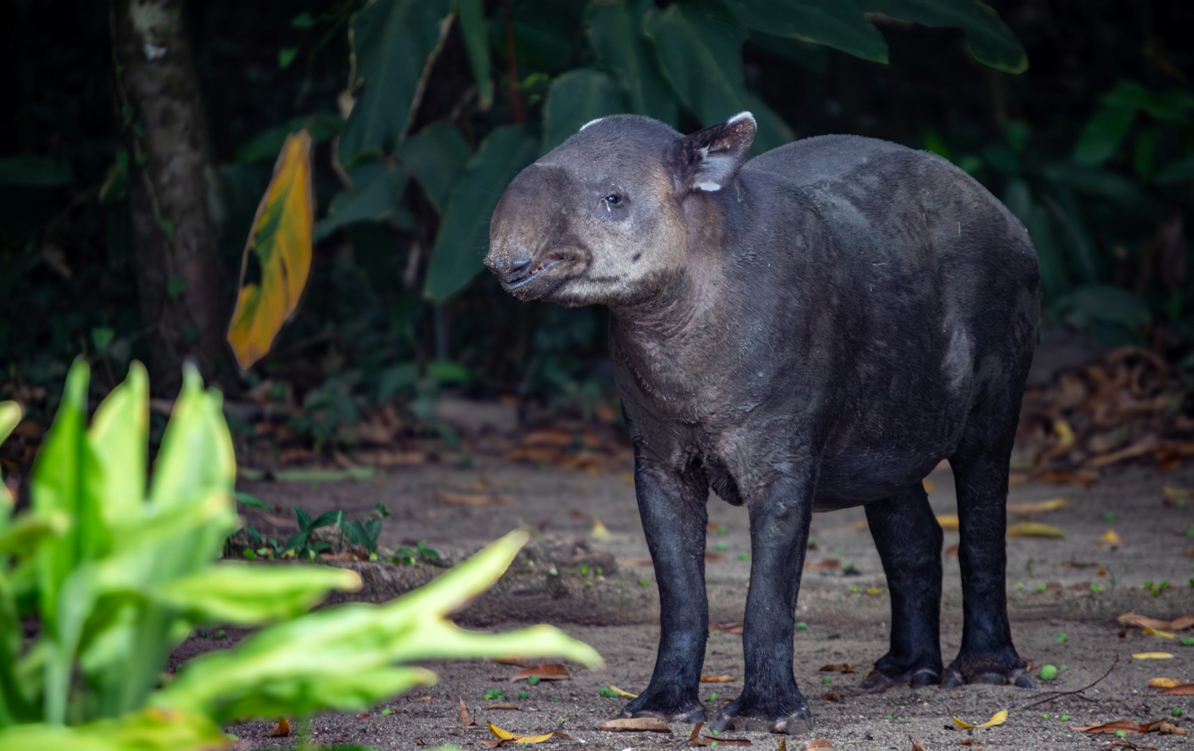 Tapir - Photo Credit: Photo by Bernd 📷 Dittrich on Unsplash
