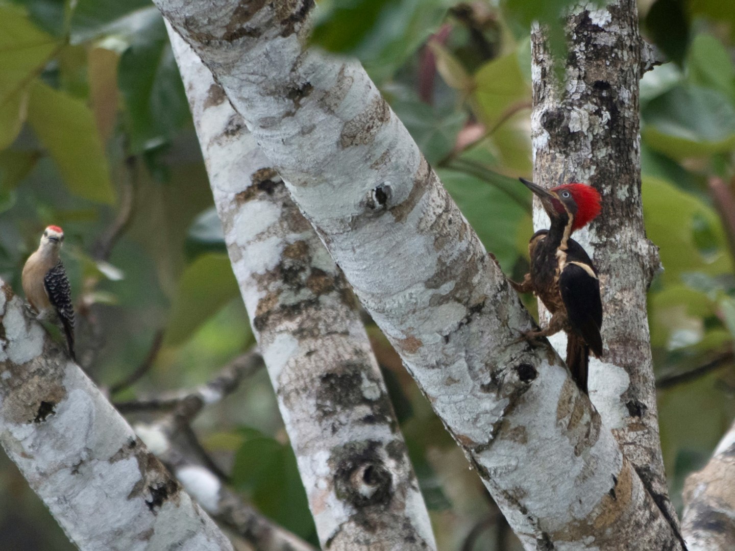 Lineated and Red-crowned woodpecker - Photo Credit: Photo by Hongbin on Unsplash