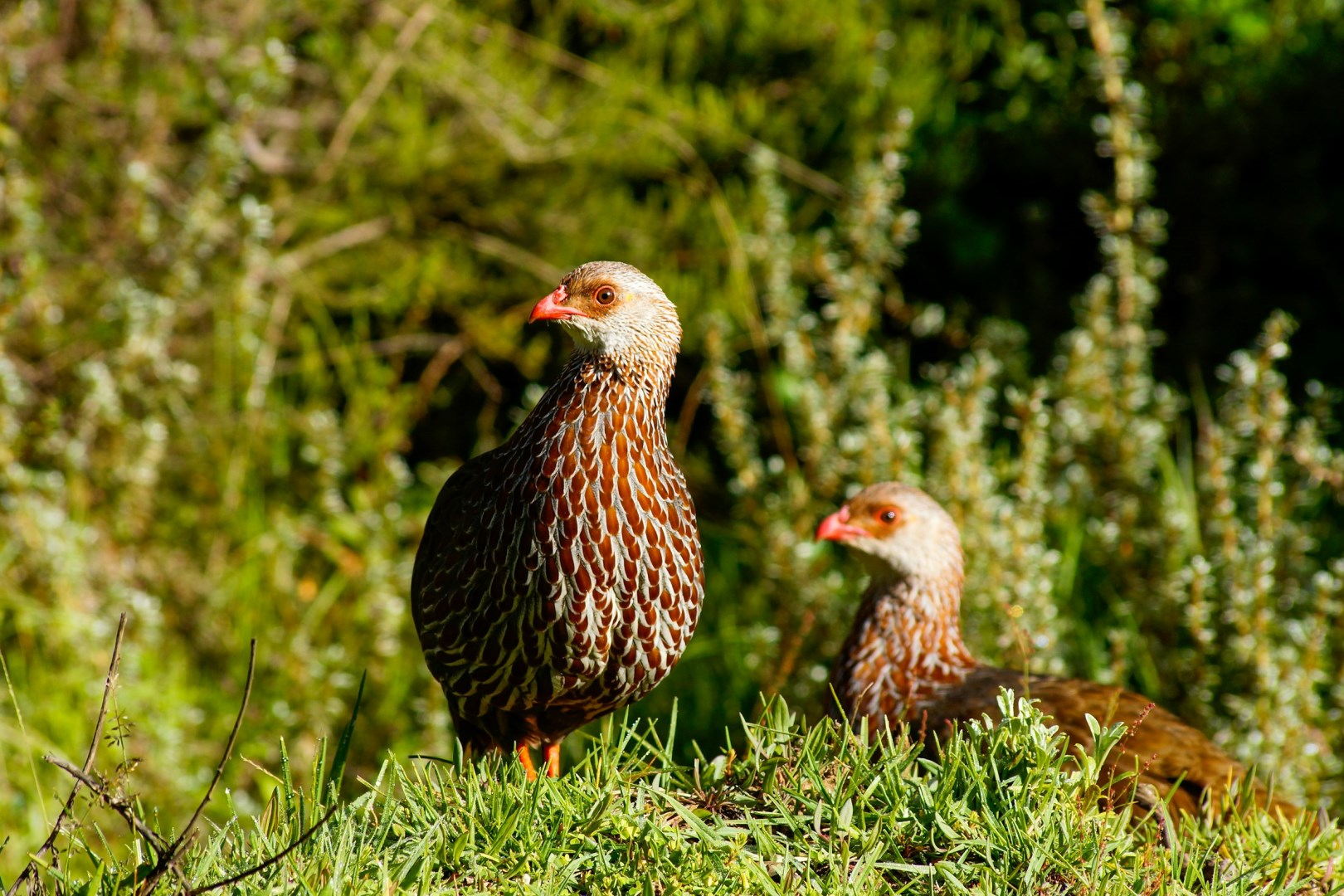 Red necked Spurfowls - Photo Credit: Photo by Leon Pauleikhoff on Unsplash