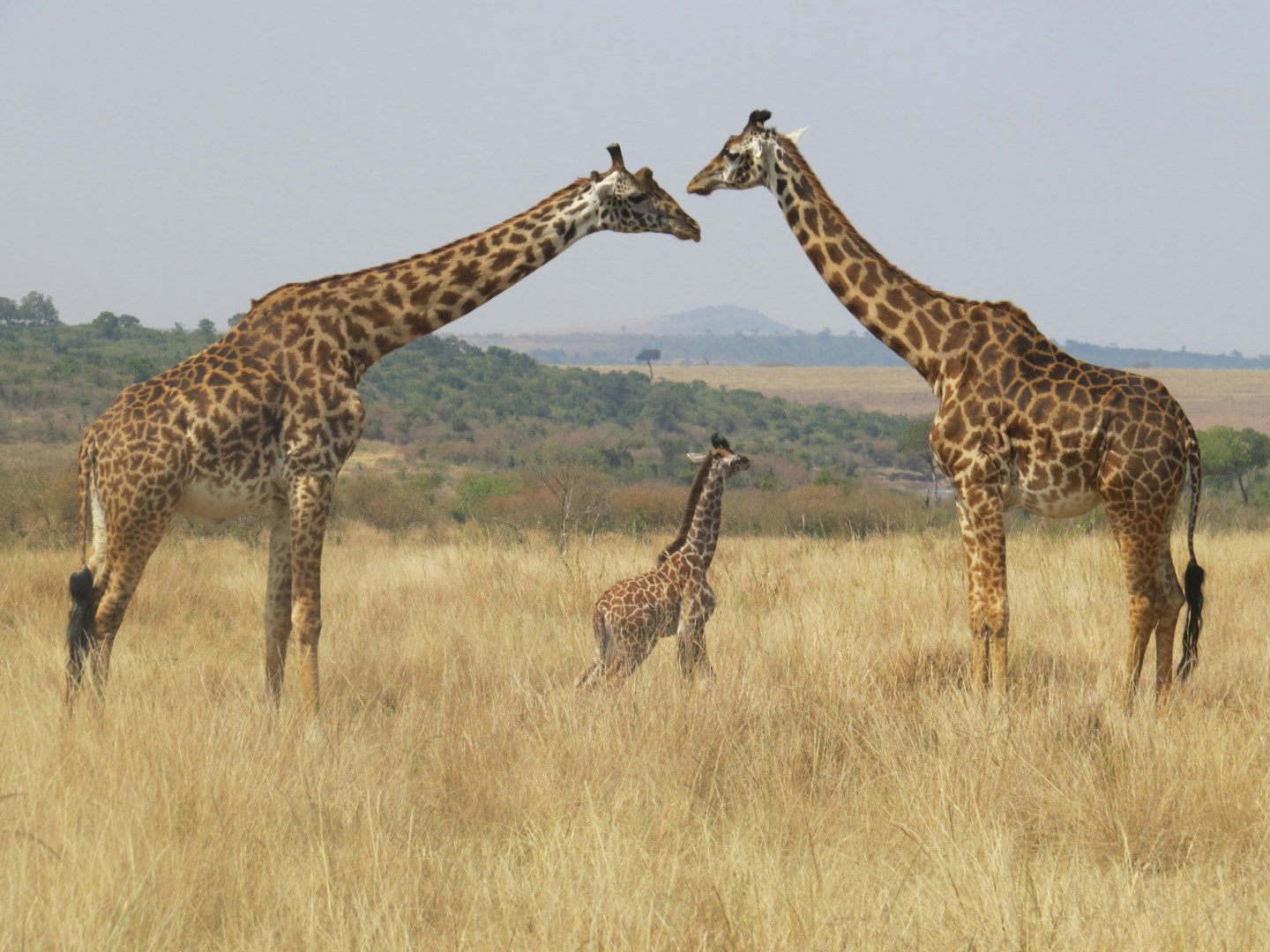  Photo Credit: Photo by Melissa van Niekerk on Unsplash
