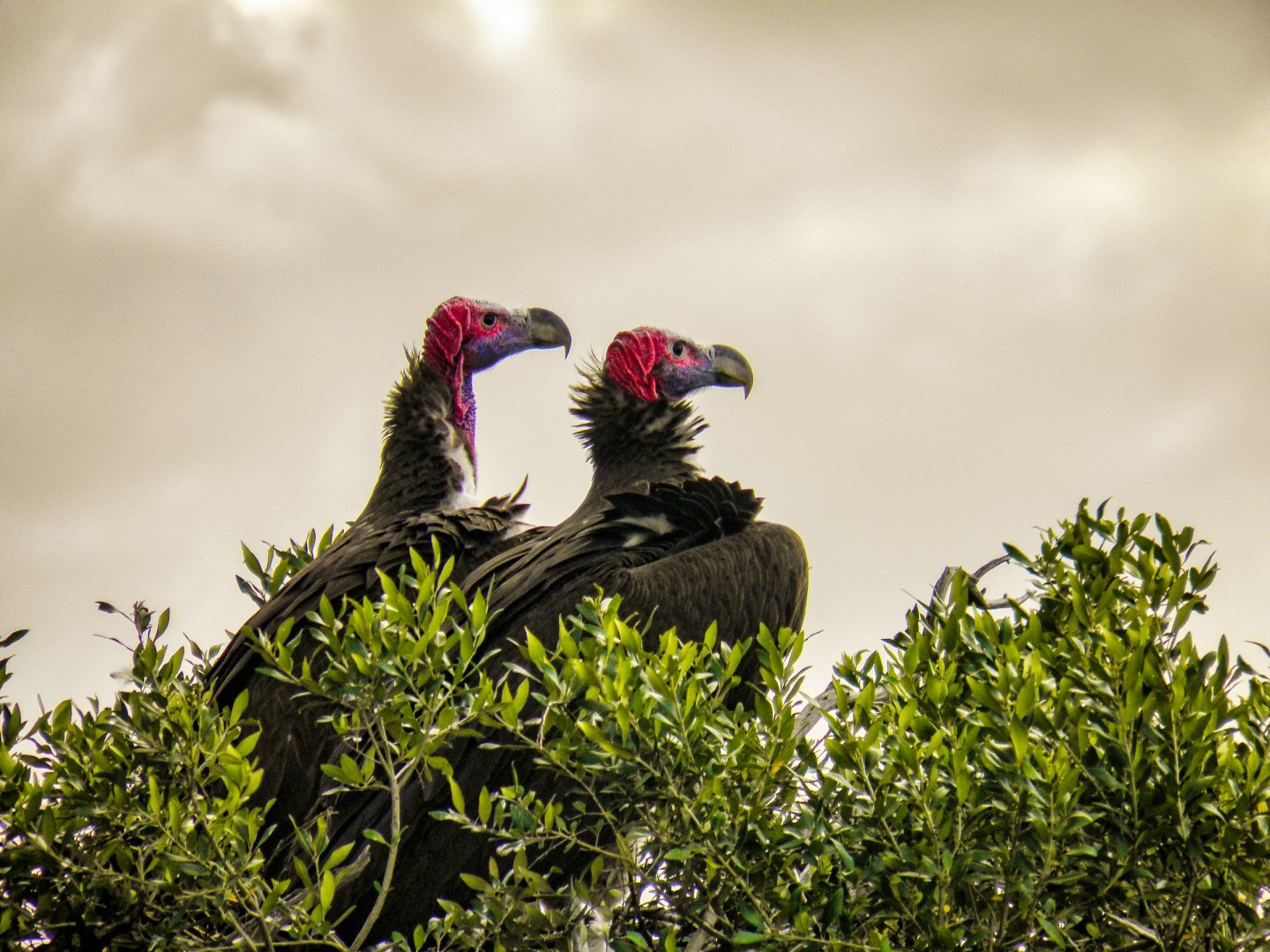  Photo Credit: Photo by Bibhash (Polygon.Cafe) Banerjee on Unsplash