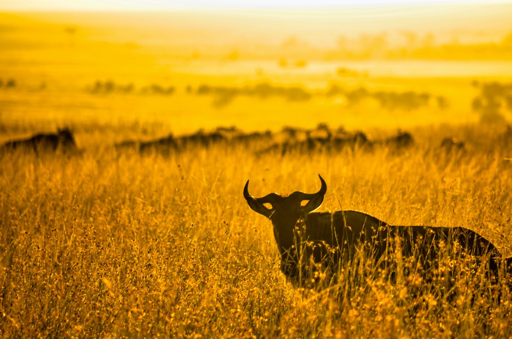  Photo Credit: Photo by Bibhash (Polygon.Cafe) Banerjee on Unsplash