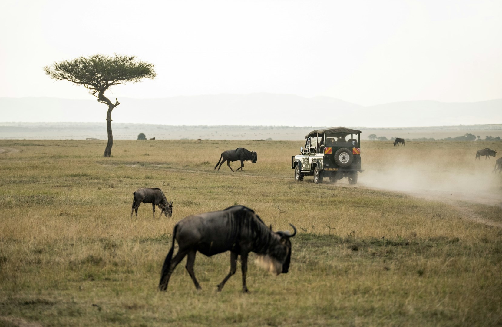 Wildebeest - Photo Credit: Photo by David Clode on Unsplash