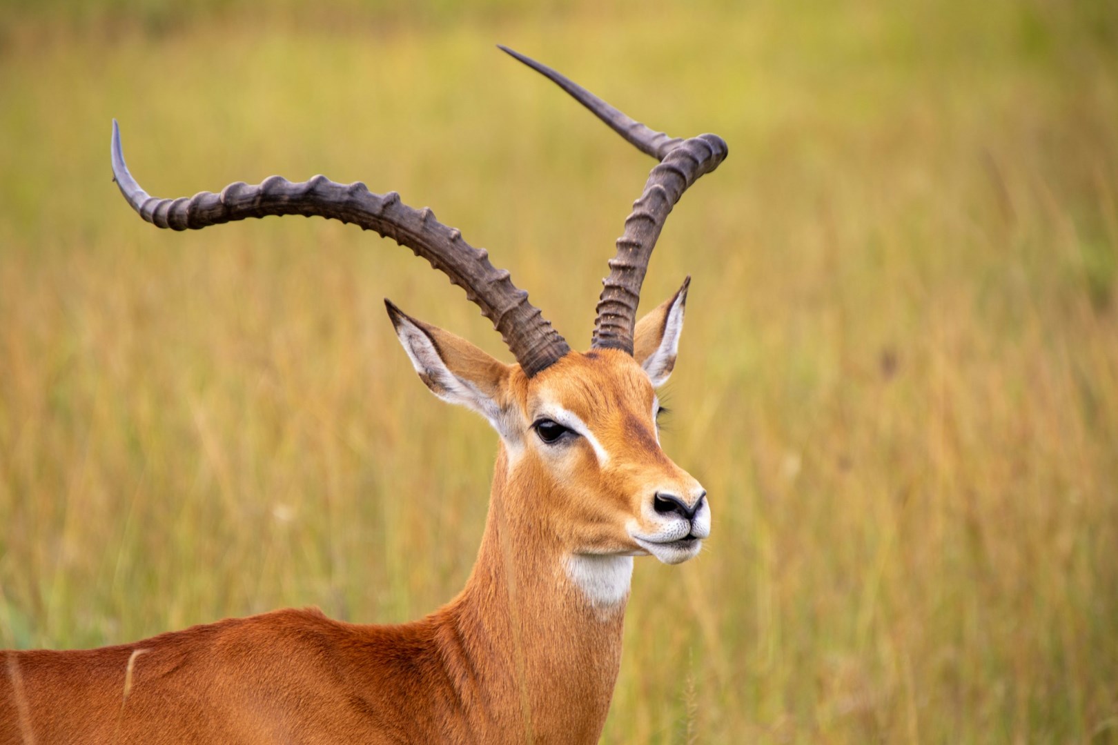 Impala - Photo Credit: Photo by Michael Starkie on Unsplash