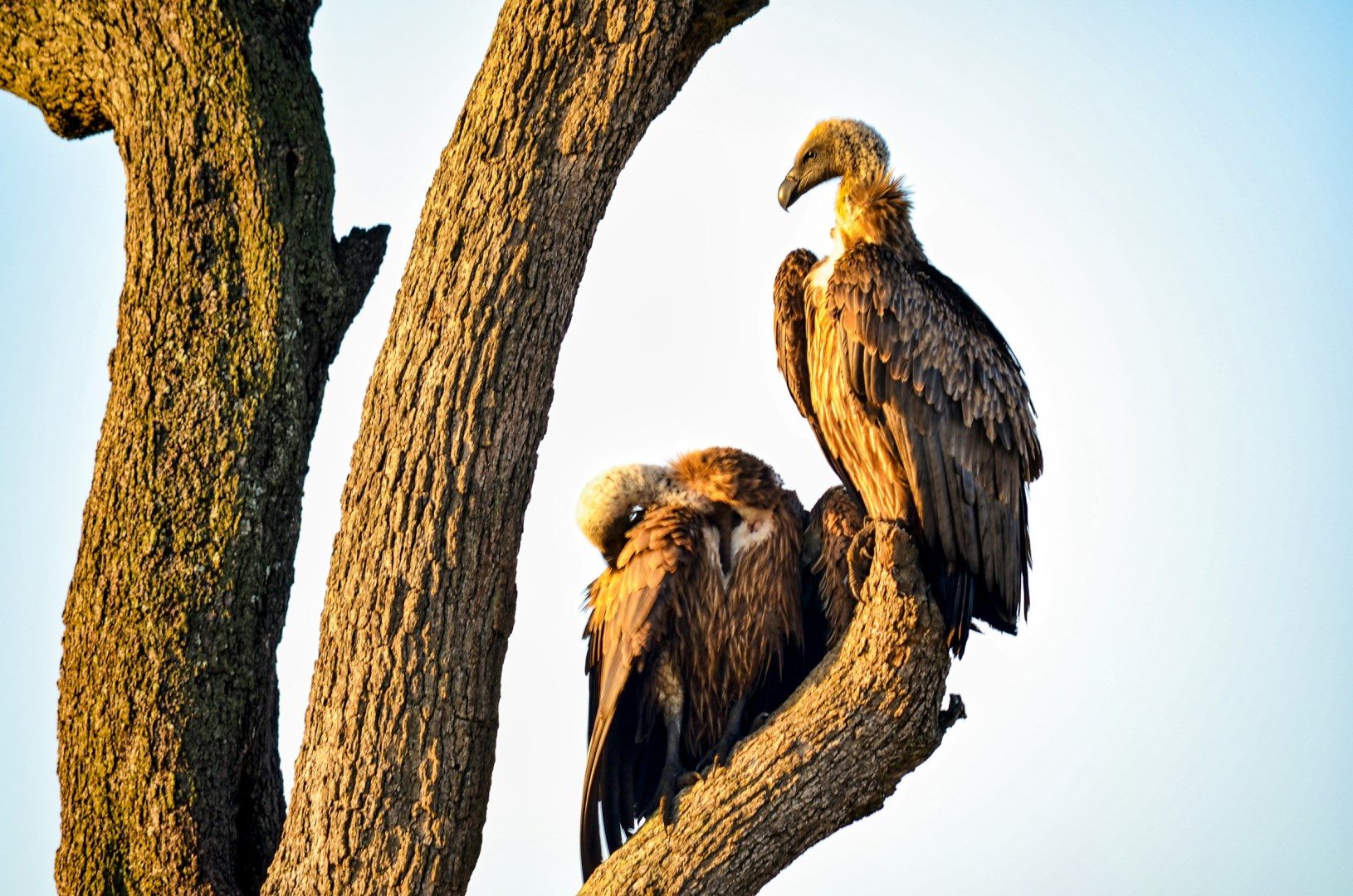  Photo Credit: Photo by Bibhash (Polygon.Cafe) Banerjee on Unsplash