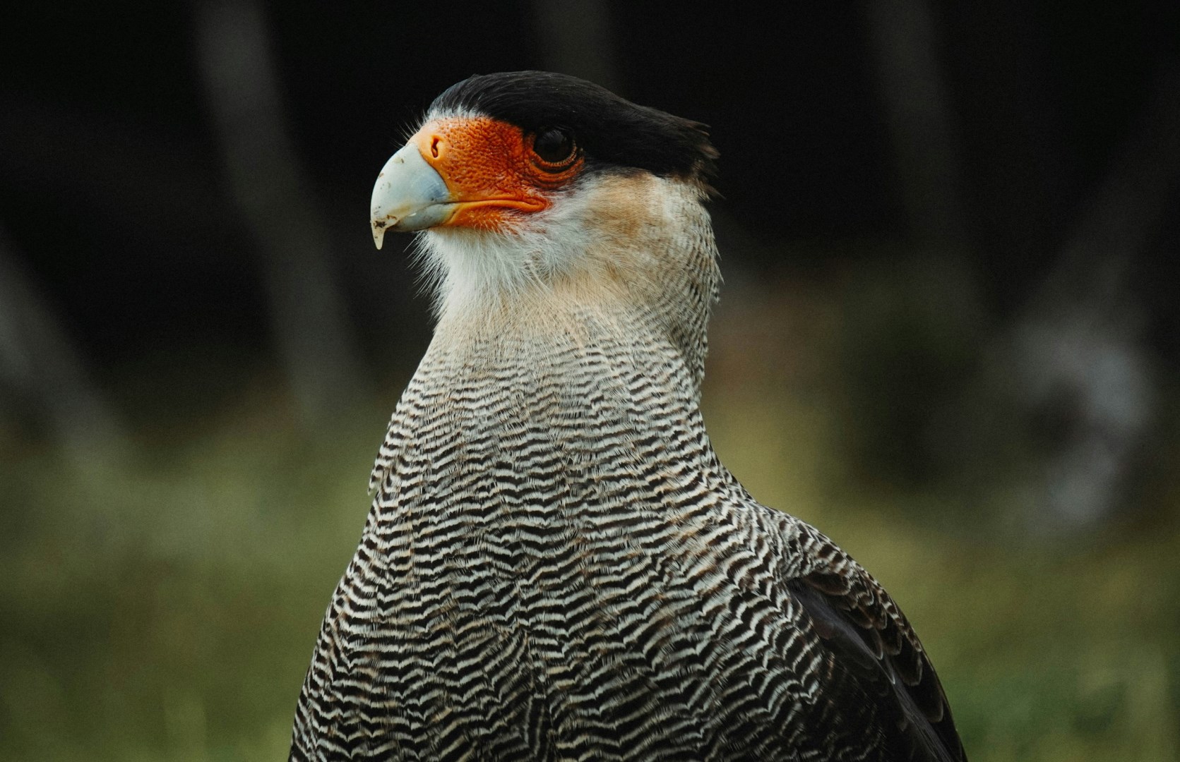 Crested Caracara - Photo Credit: Photo by Agustin Visconti on Unsplash