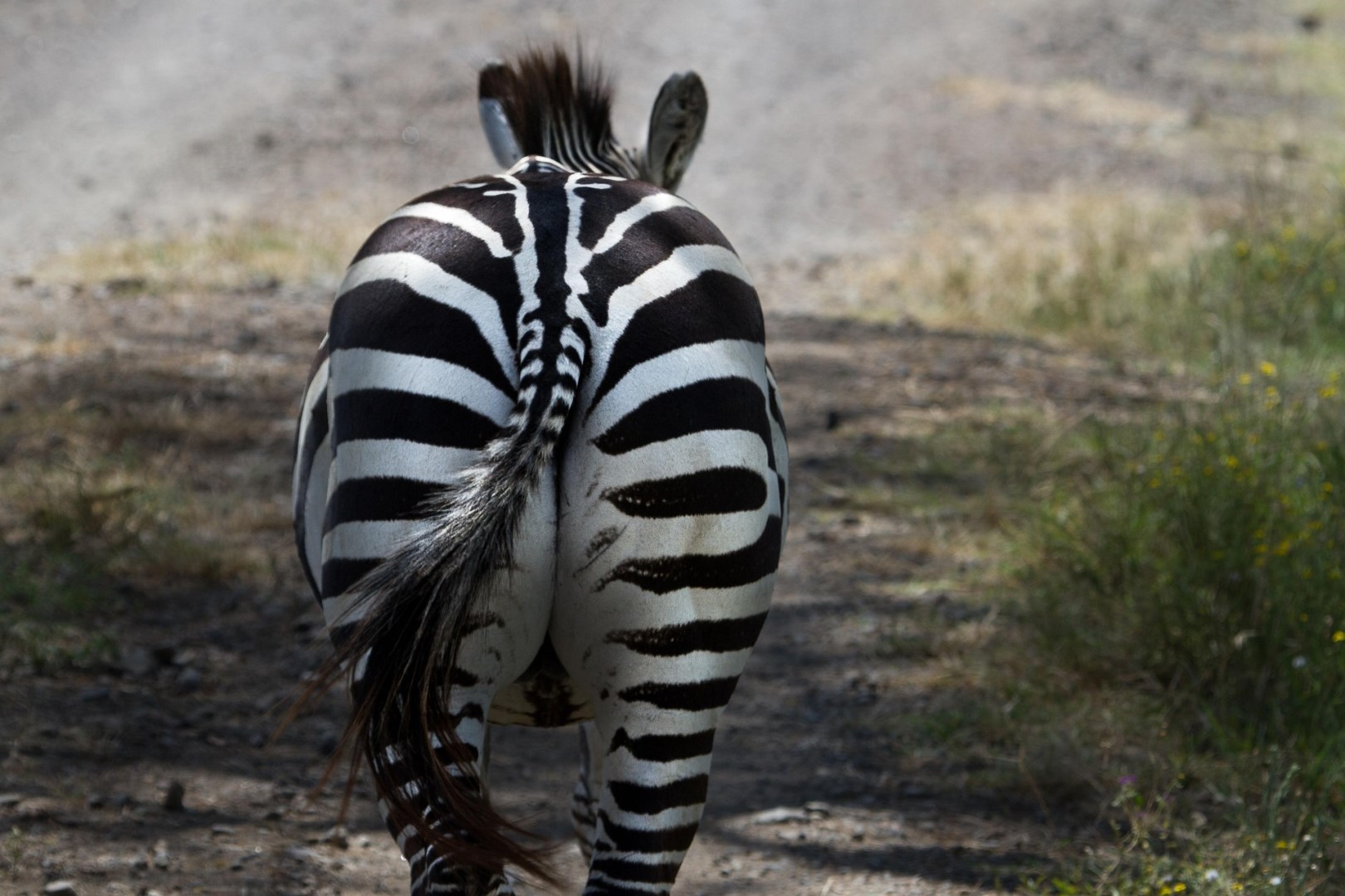  Photo Credit: Image by Rolf Dobberstein from Pixabay