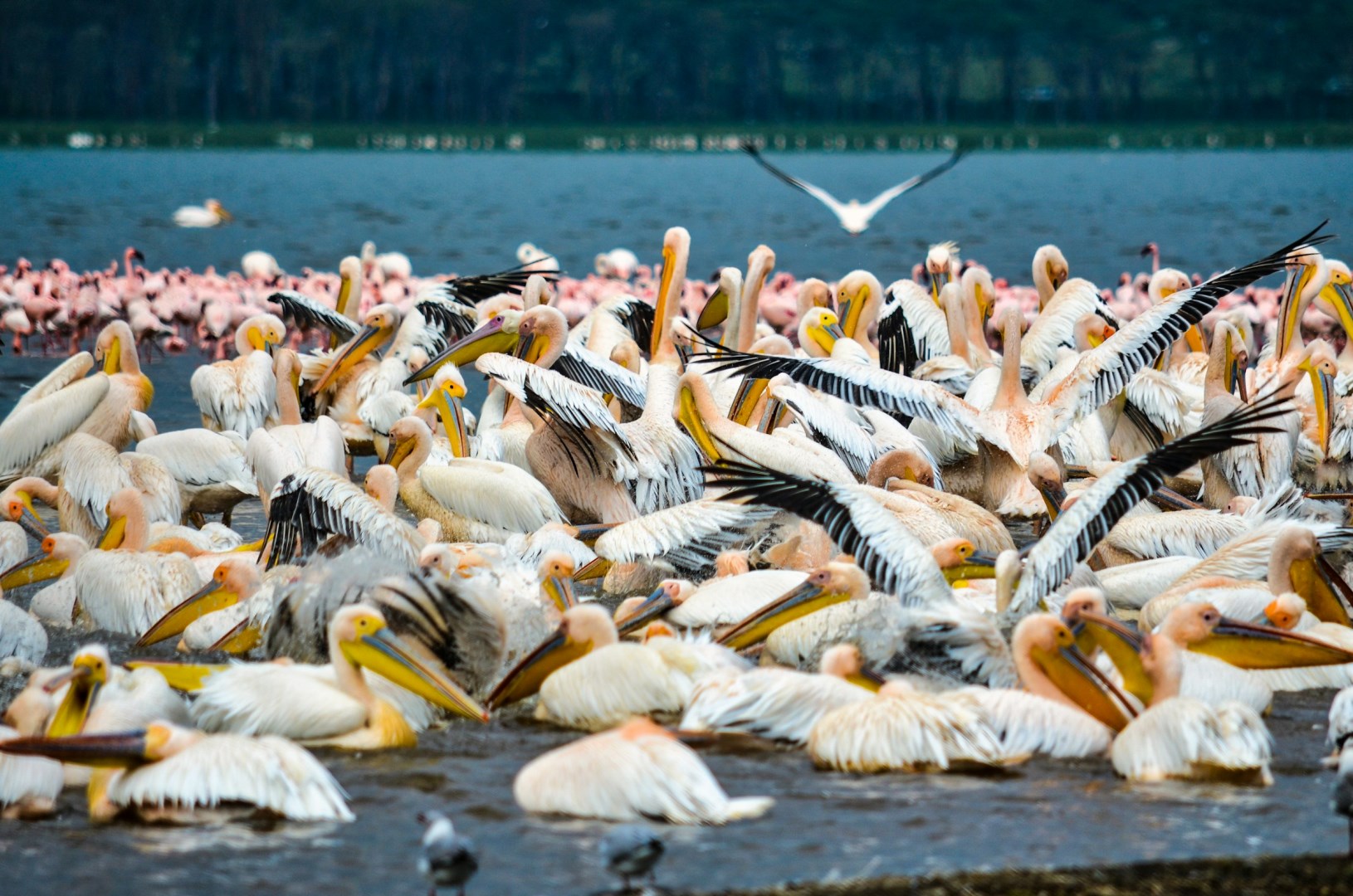 Photo Credit: Photo by Bibhash (Polygon.Cafe) Banerjee on Unsplash
