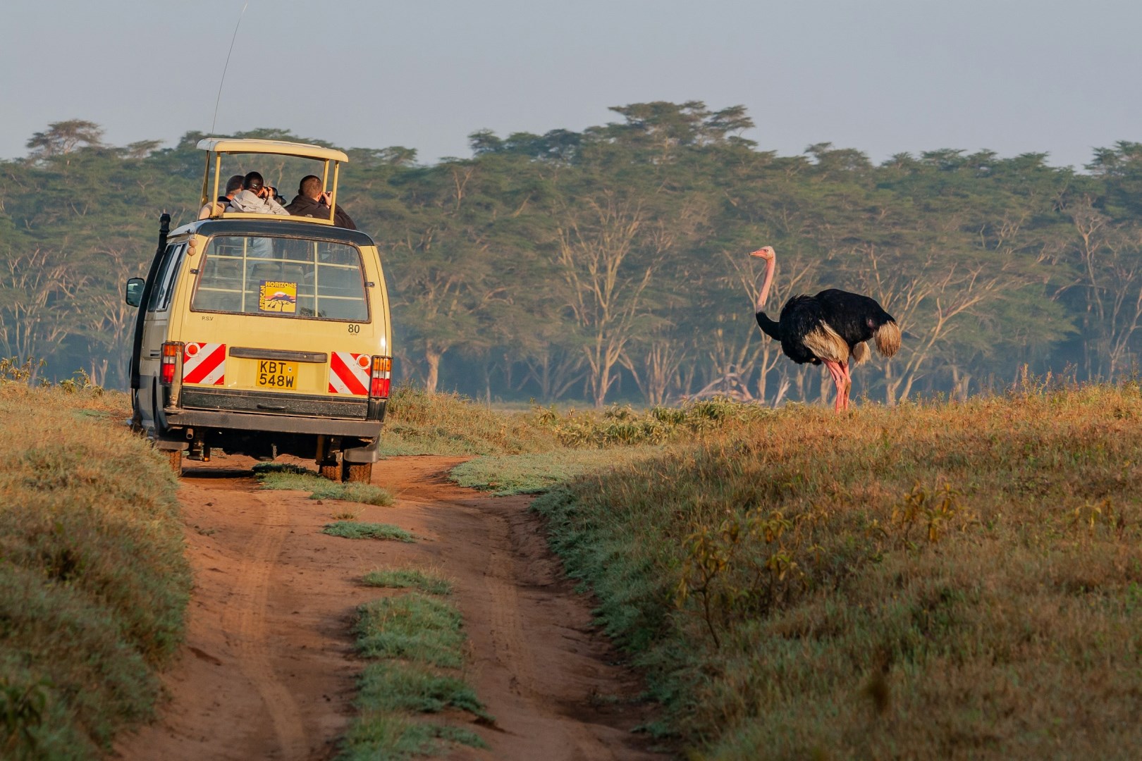 Ostrich - Photo Credit: Photo by Florentina Tilvic on Unsplash