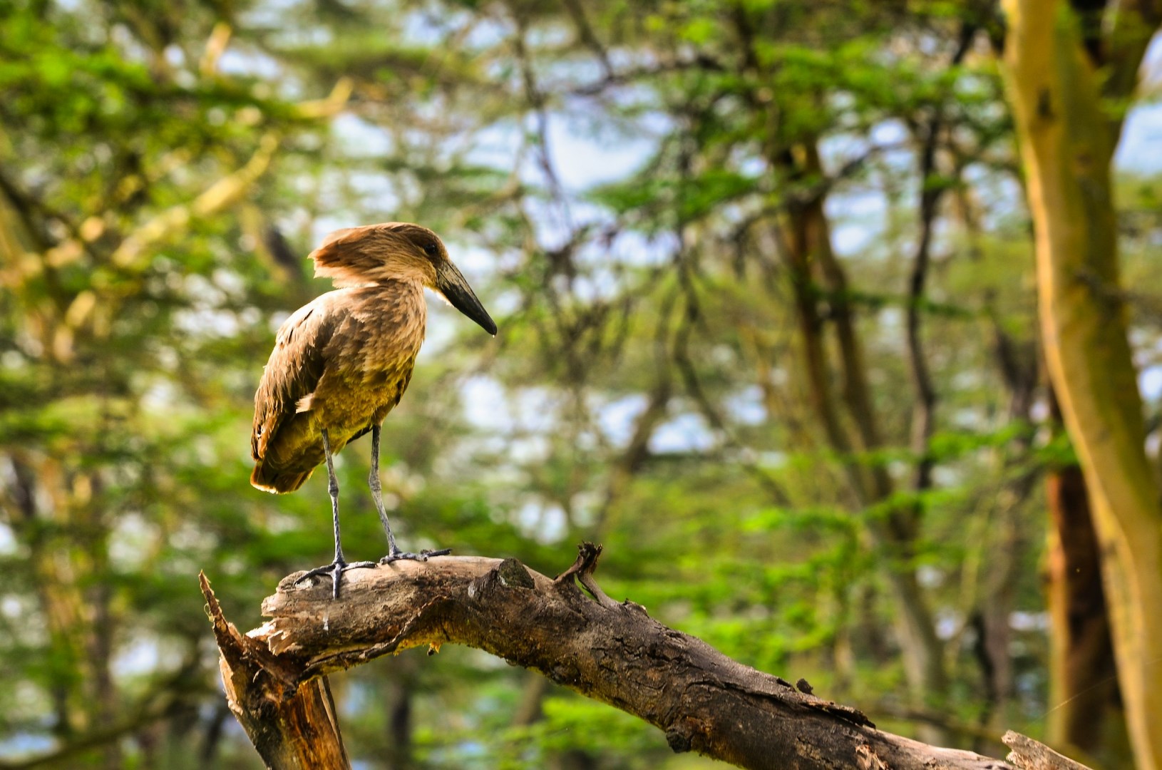  Photo Credit: Photo by Bibhash (Polygon.Cafe) Banerjee on Unsplash