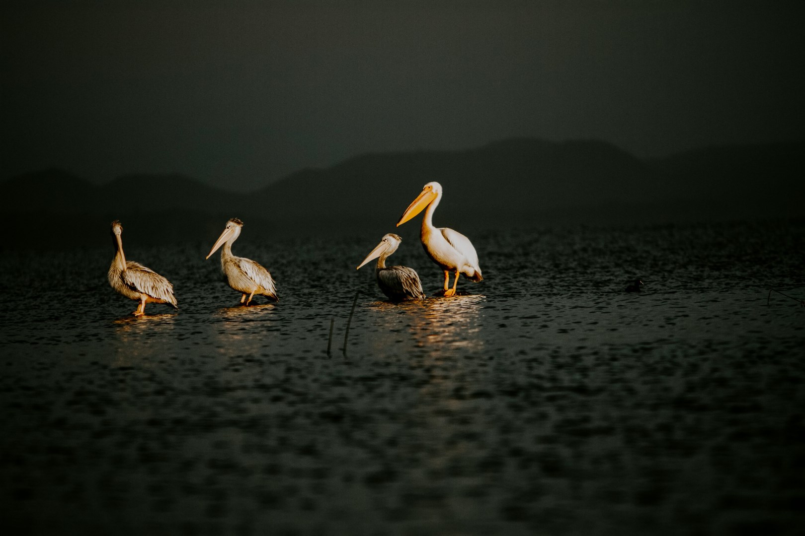  Photo Credit: Photo by lee bernd on Unsplash