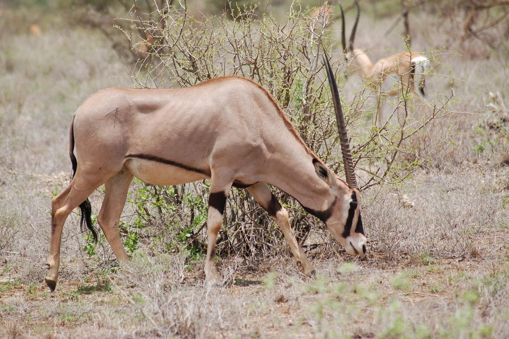 Beisa's oryx - Photo Credit: Image by Ndeithi from Pixabay