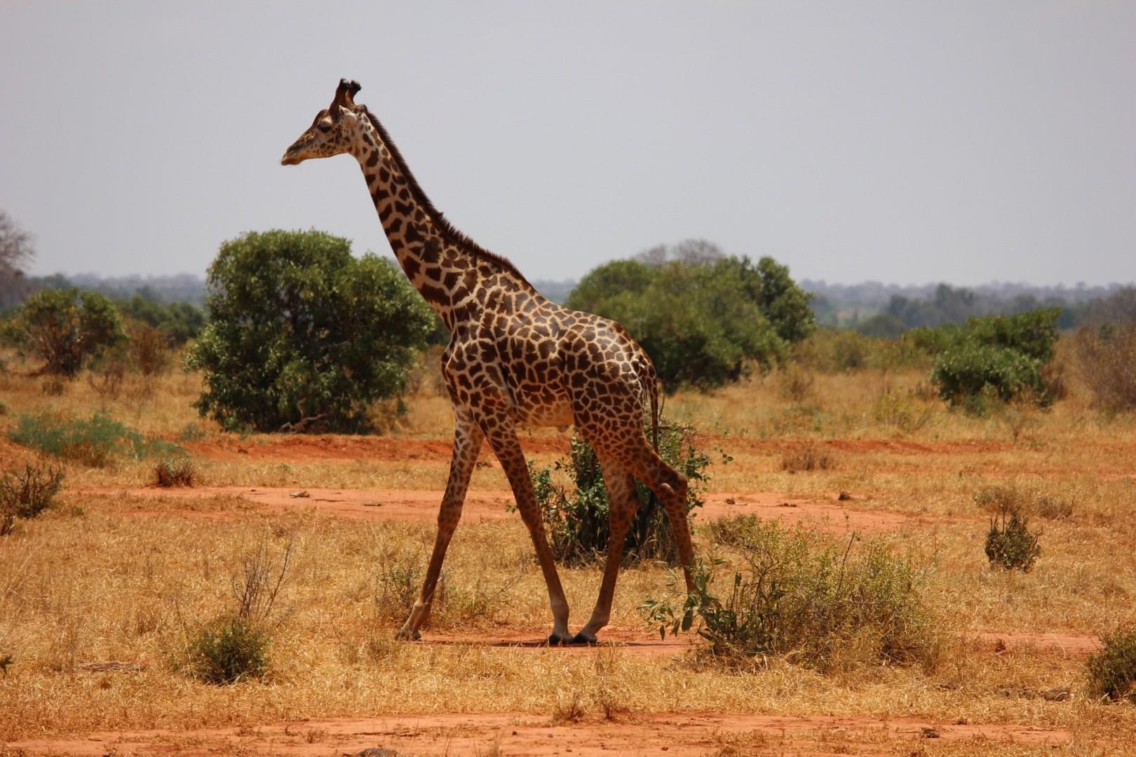 Photo Credit: kikatani