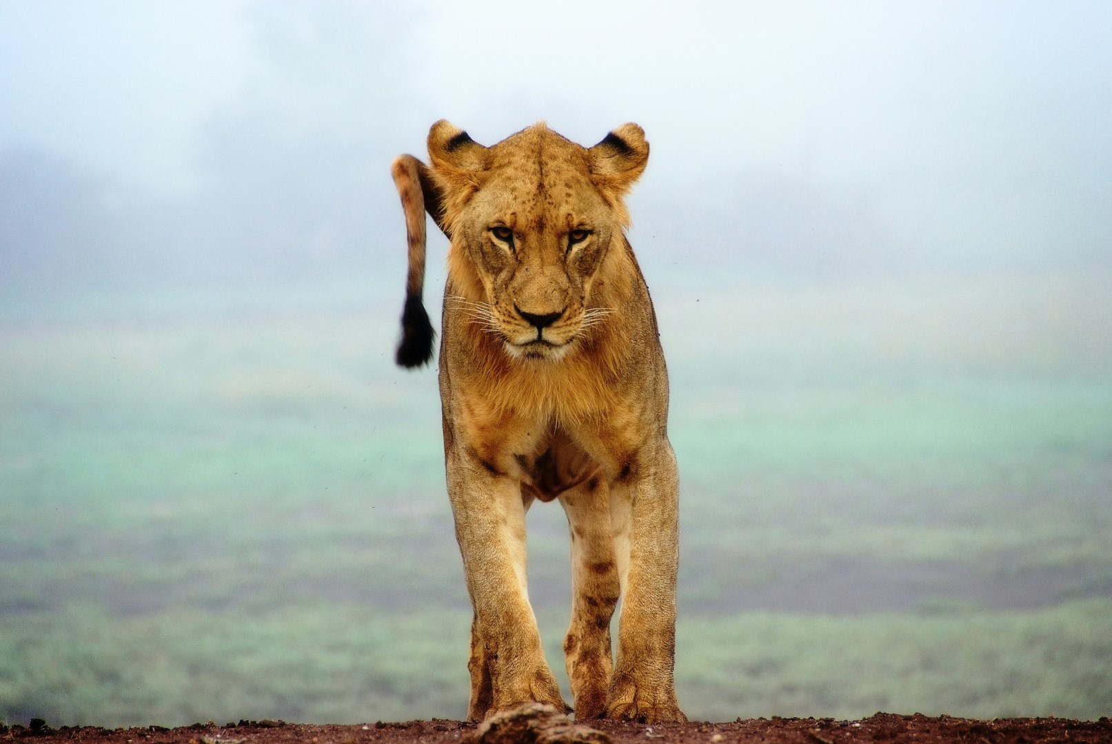  Photo Credit: Photo by Sergey Pesterev on Unsplash