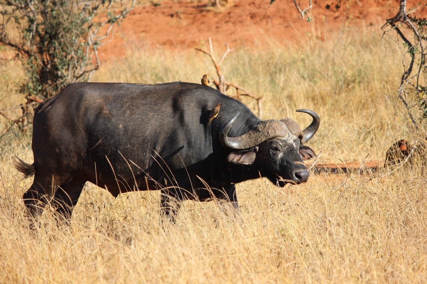 Photo Credit: kikatani