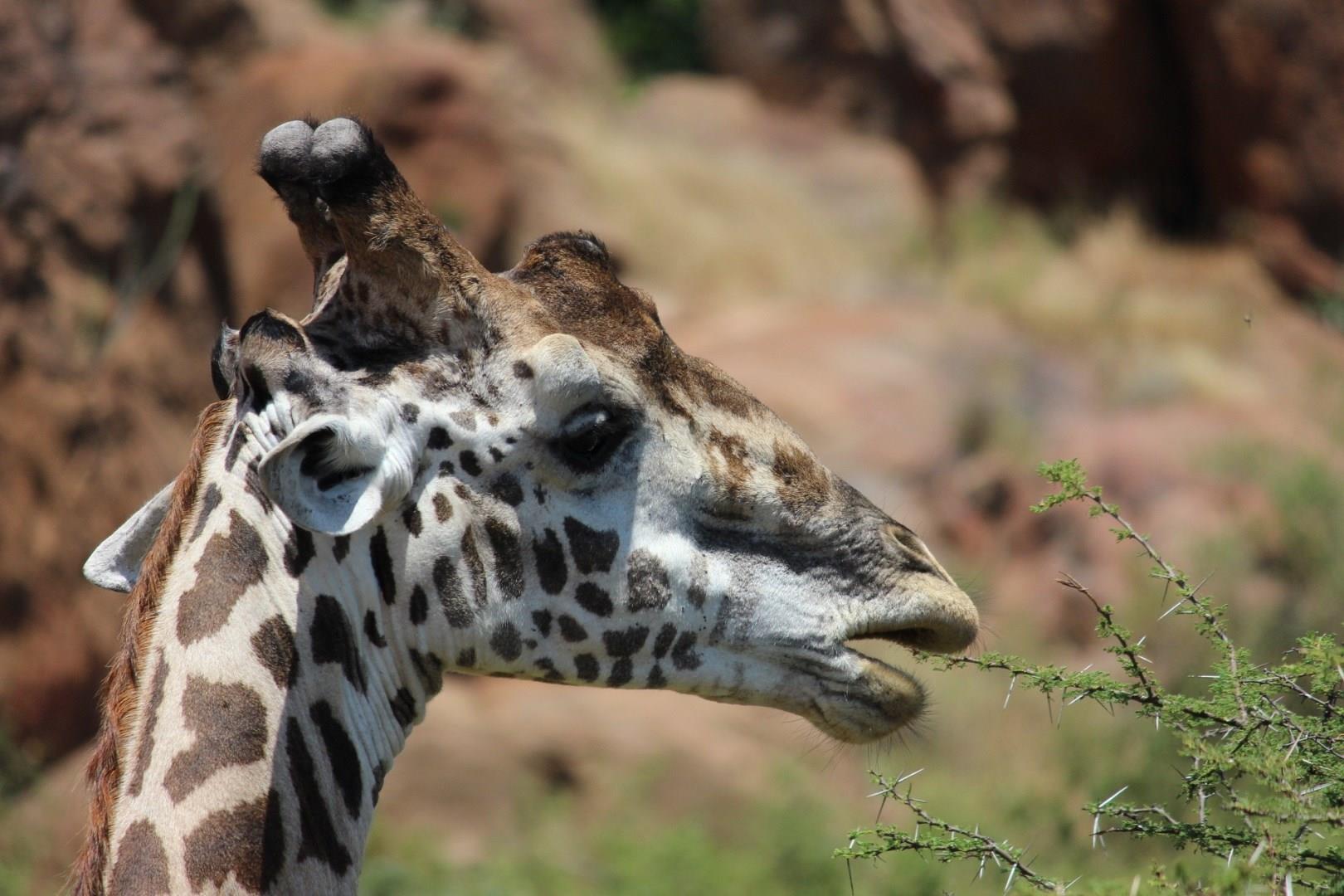 Photo Credit: kikatani
