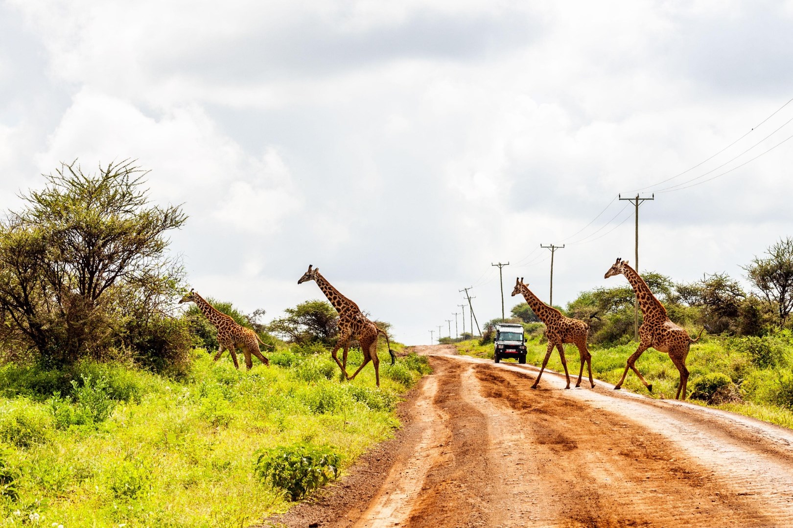  Photo Credit: Image by Africa Vacation Safaris from Pixabay