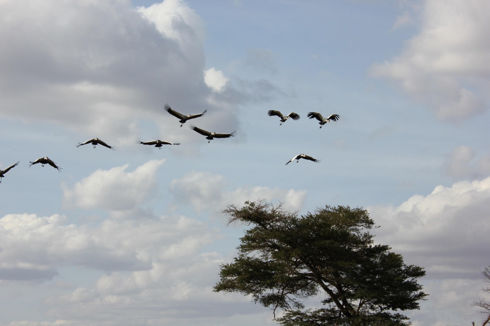 Grey crowned cranes - Photo Credit: Image by michaelv01 from Pixabay