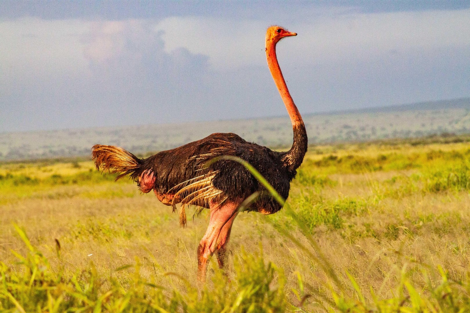  Photo Credit: Image by Africa Vacation Safaris from Pixabay