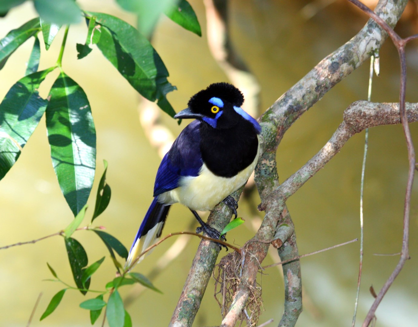 plush-crested jay (Cyanocorax chrysops) - Photo Credit: Photo by dany13 from Wikimedia
